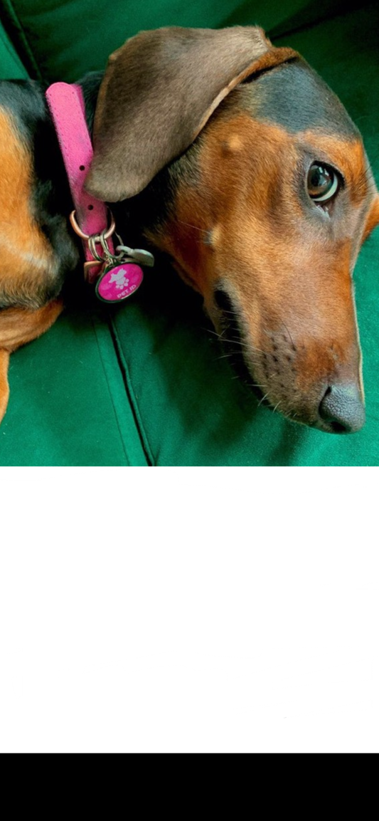 World's Smartest Pet Tag Now You Can Never Loose Track Of Your Fury Baby